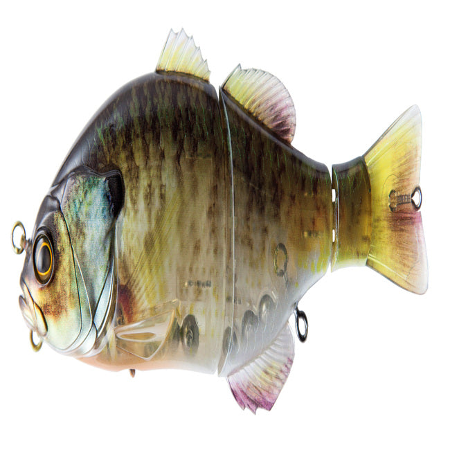 Gantarel Carp
