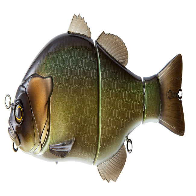 Gantarel Carp