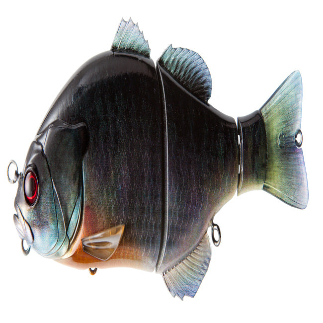 Gantarel Carp