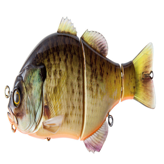 Gantarel Carp